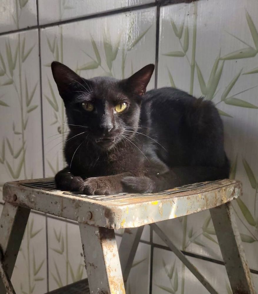 Gato