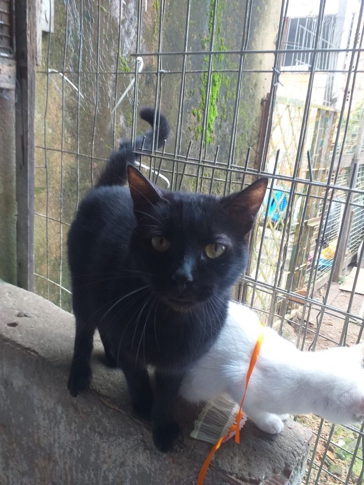 Gato