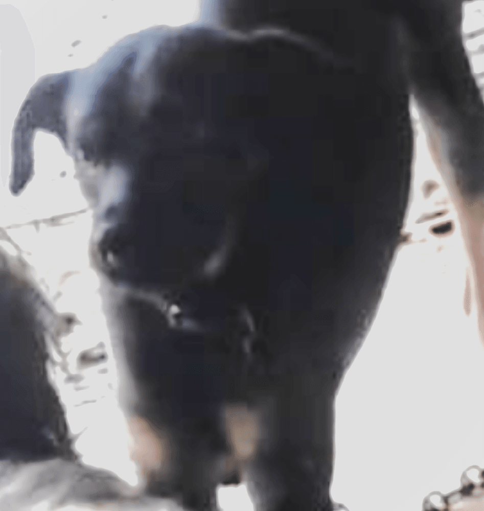 Dinho