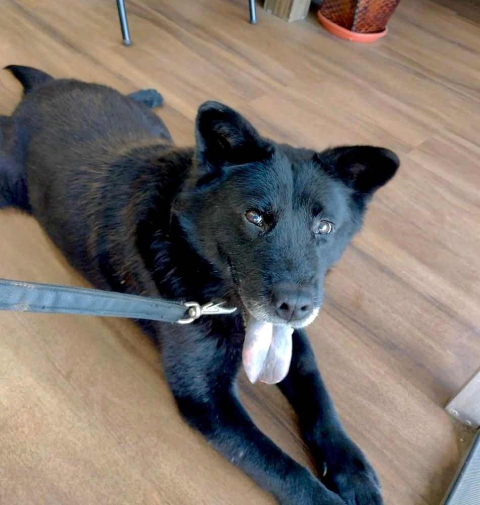 Cão