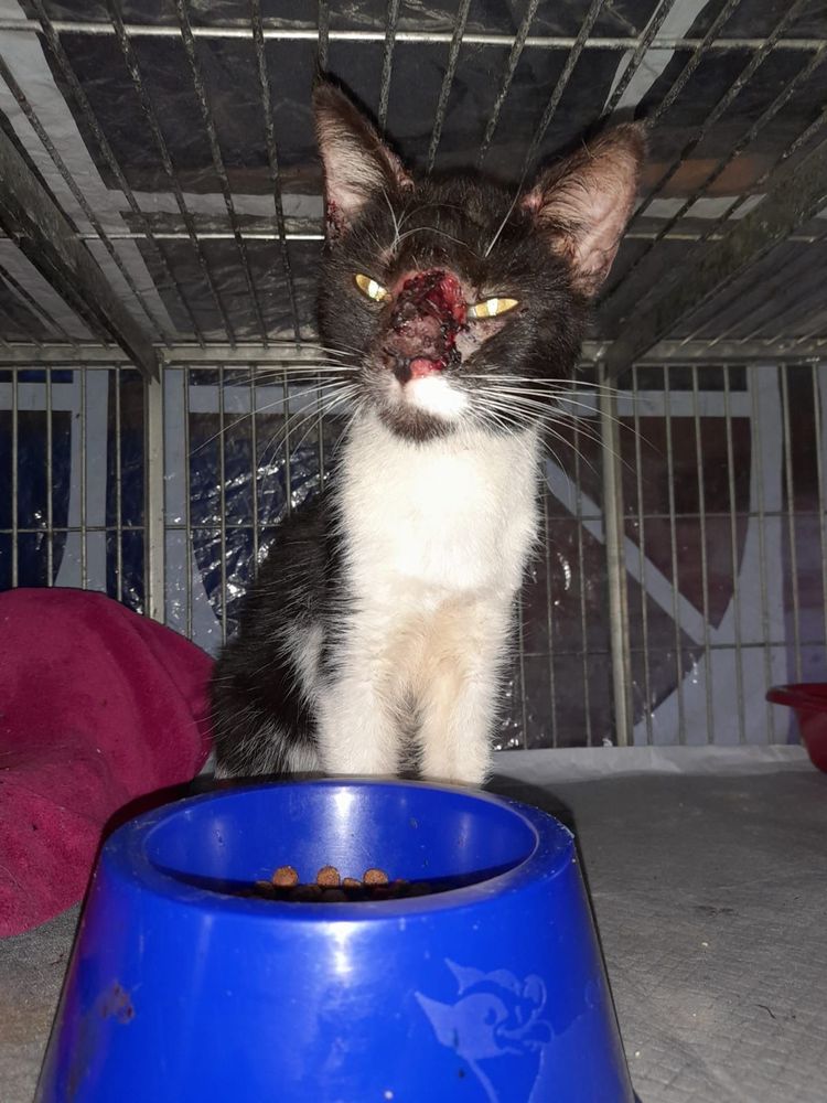Gato
