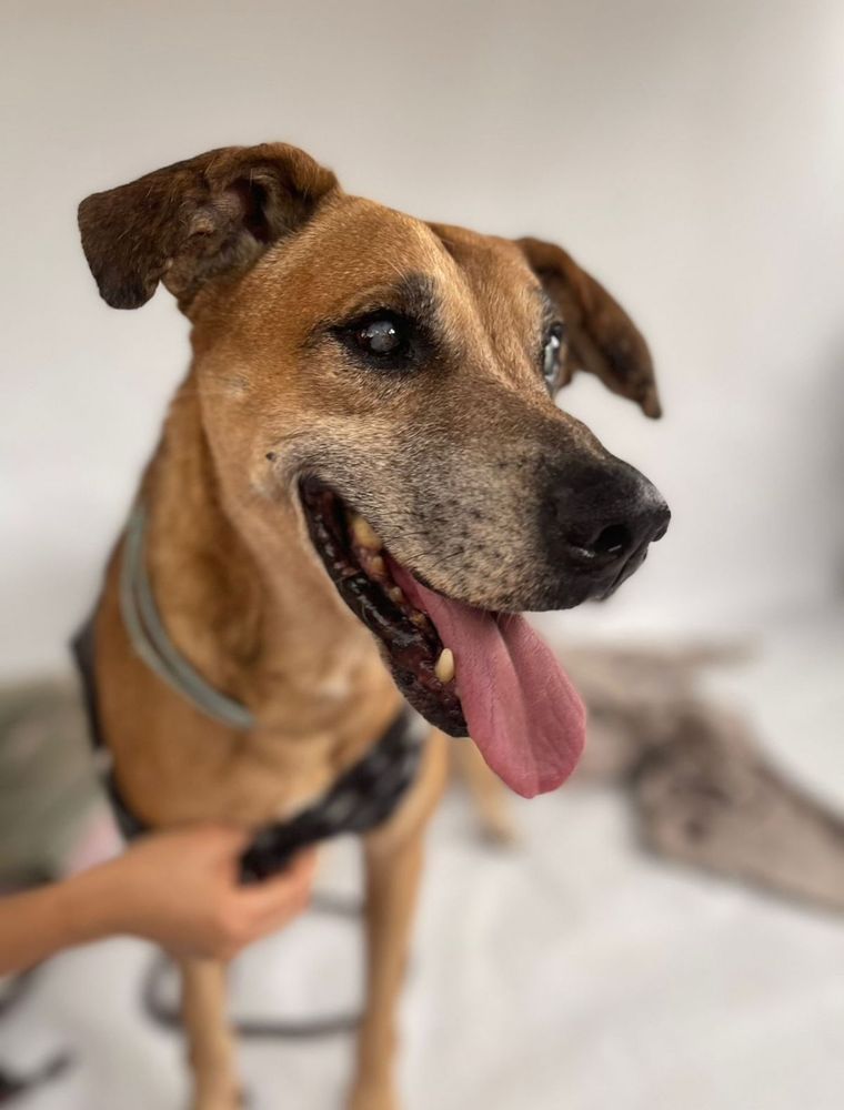 Cão