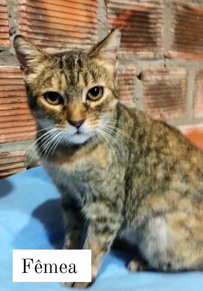 Gato