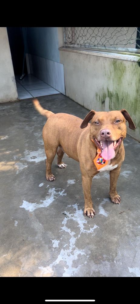 Cão