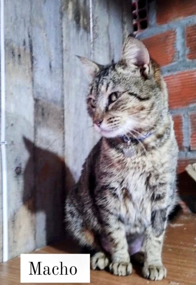 Gato