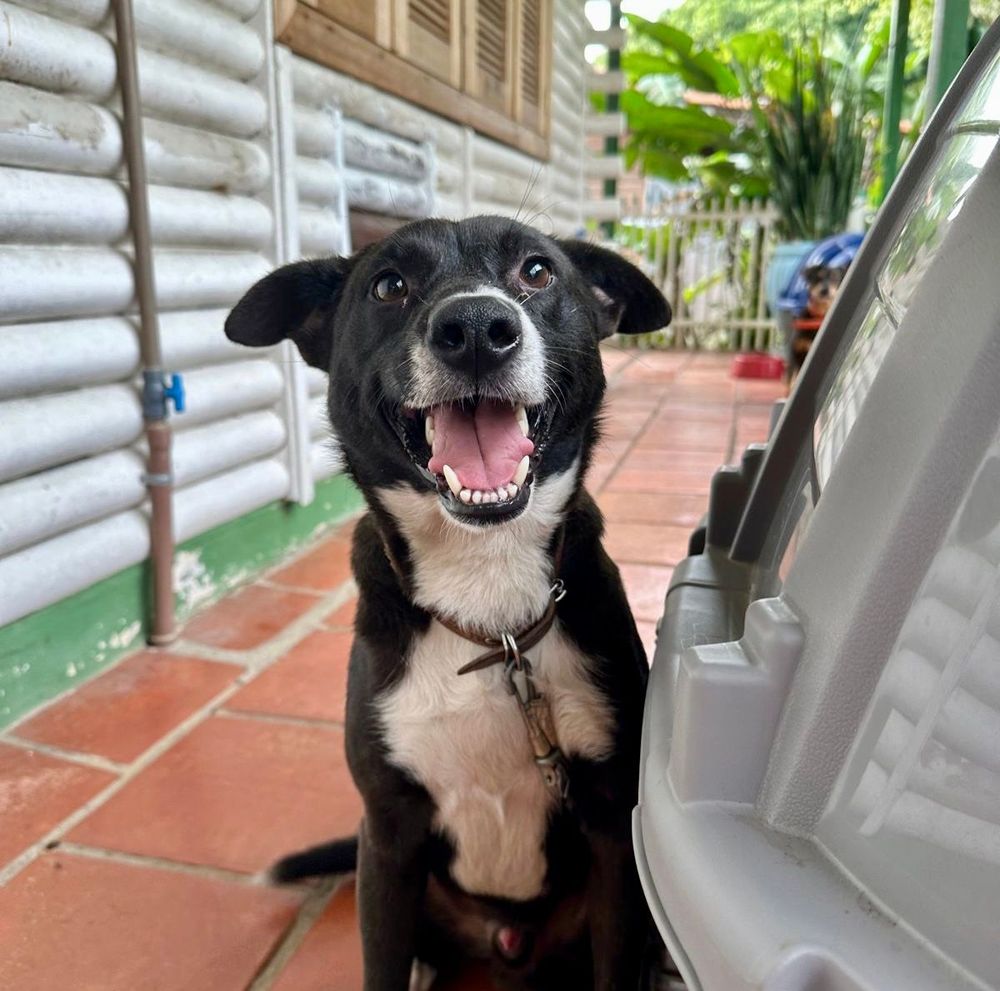 Cão