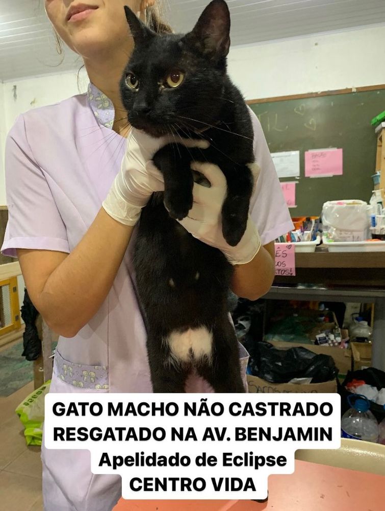 Gato