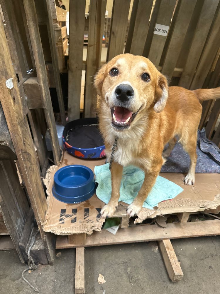 Cão