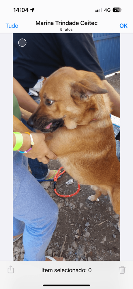 Cão