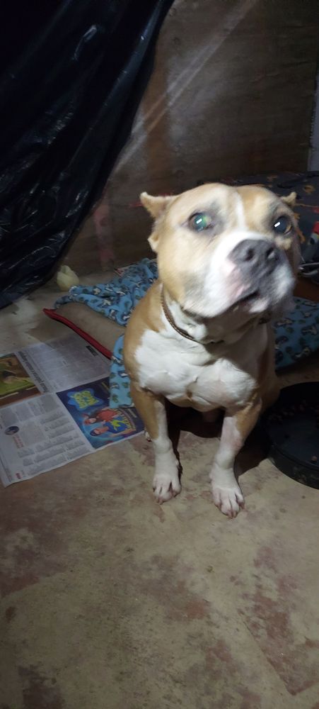 Cão