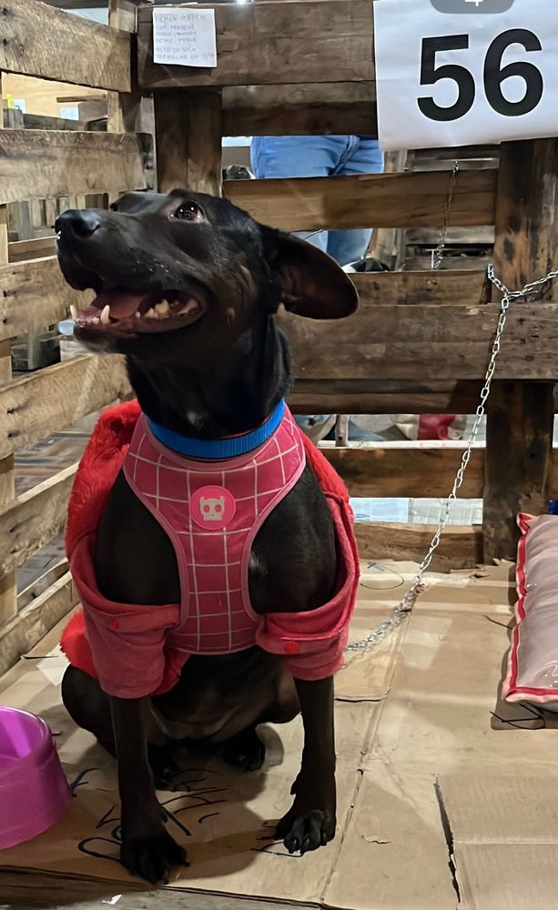 Cão
