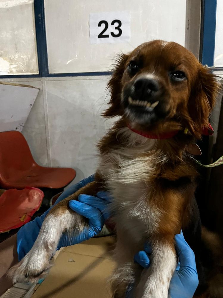 Cão