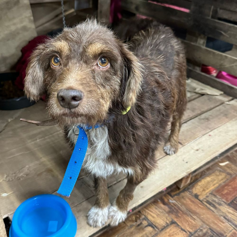 Cão