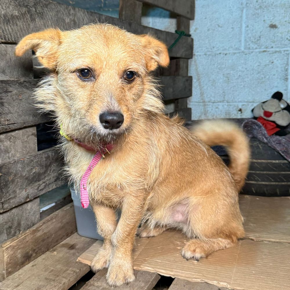 Cão