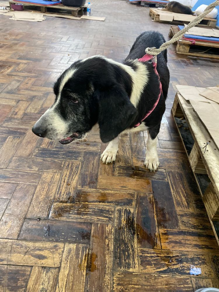Cão