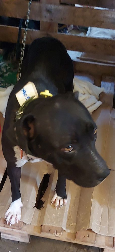 Cão