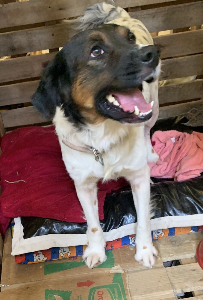 Cão