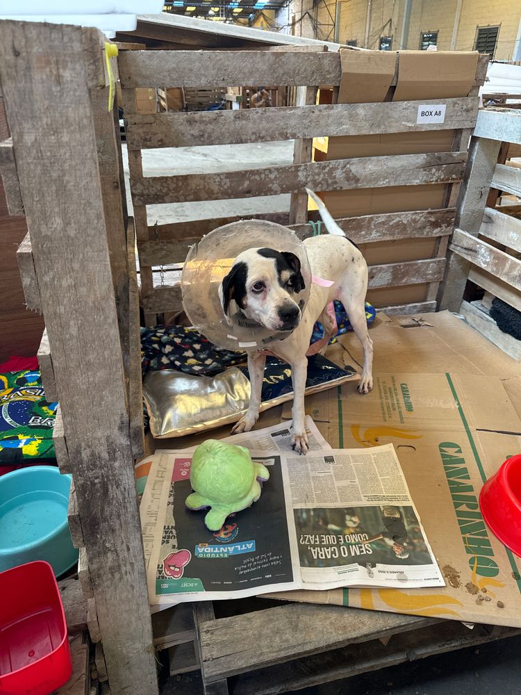 Cão