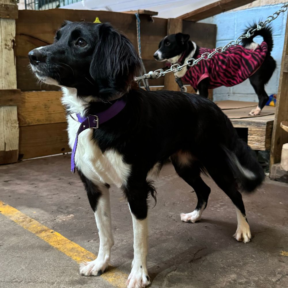 Cão