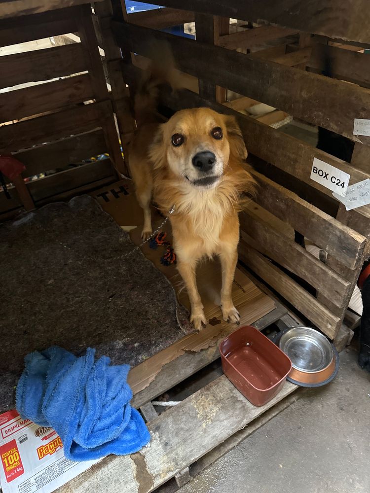 Cão