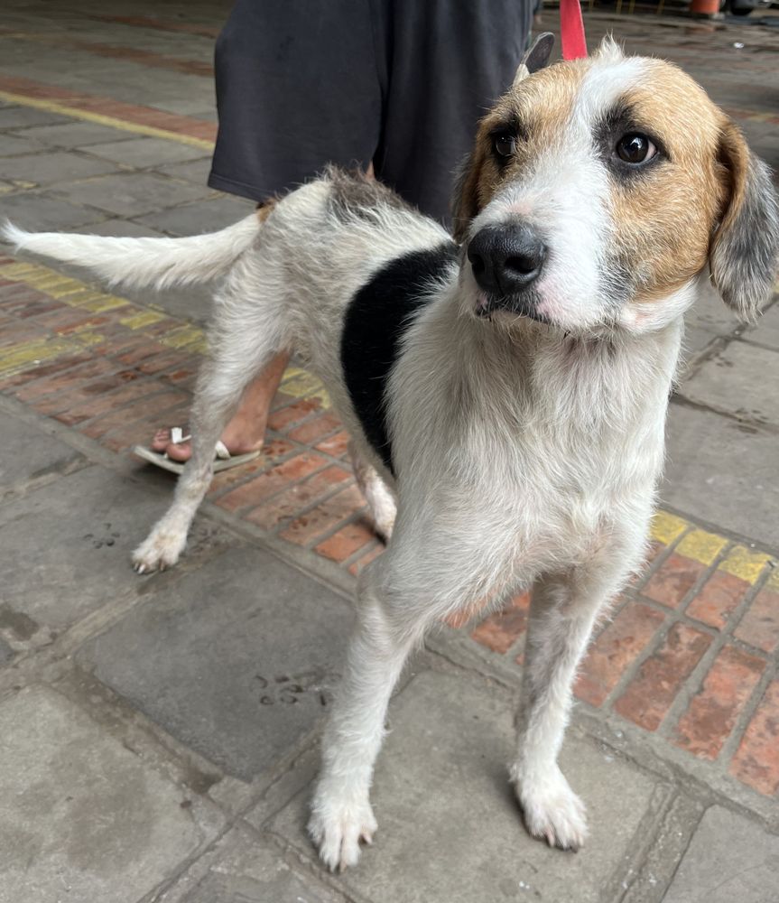 Cão