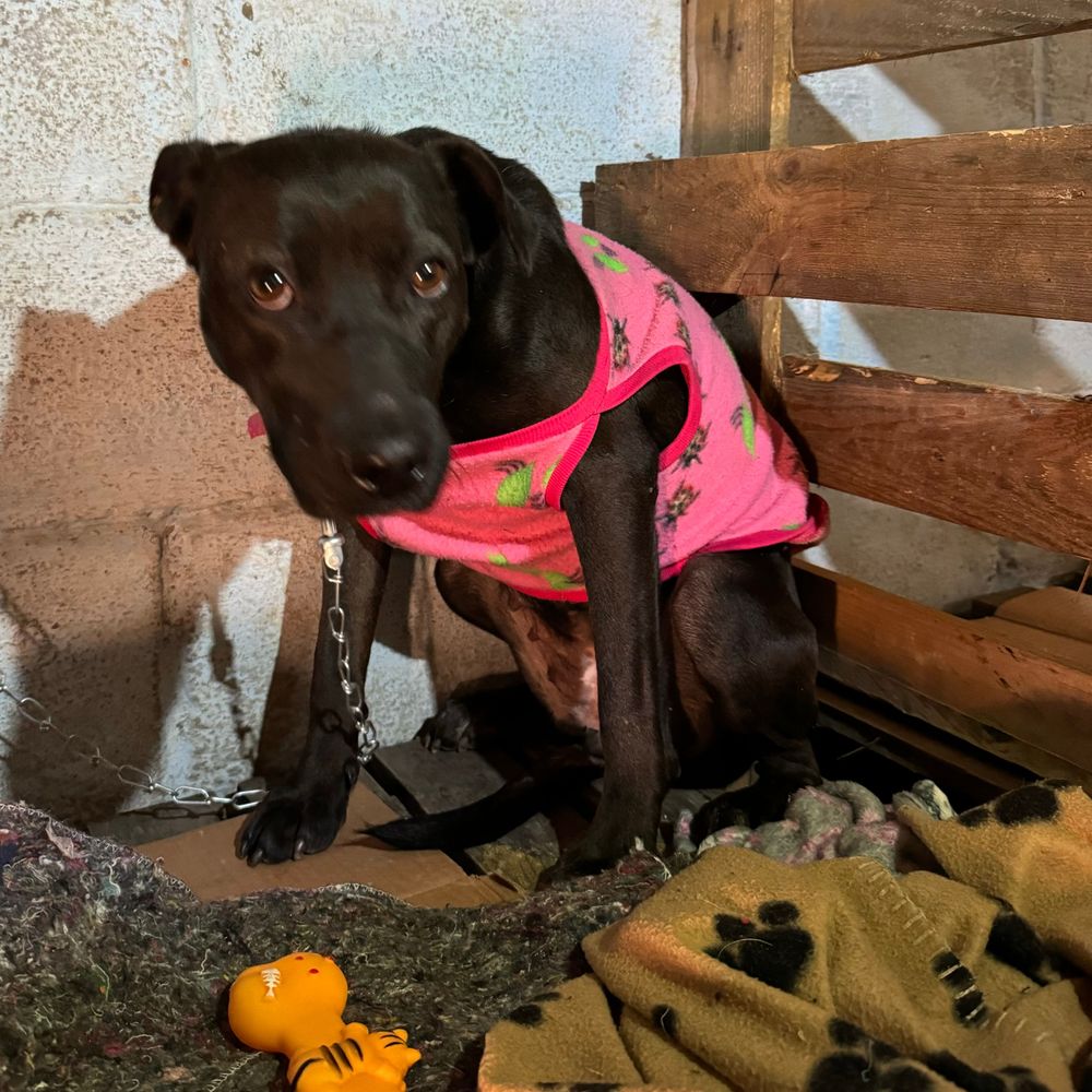 Cão