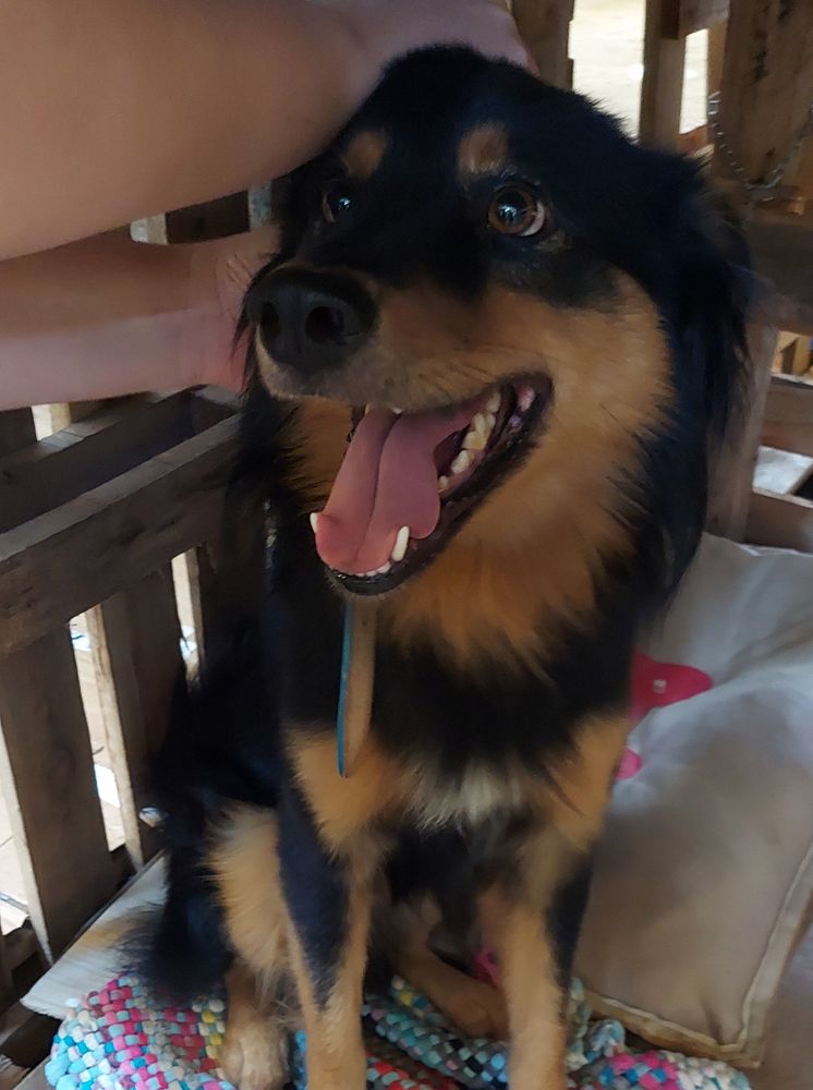 Cão