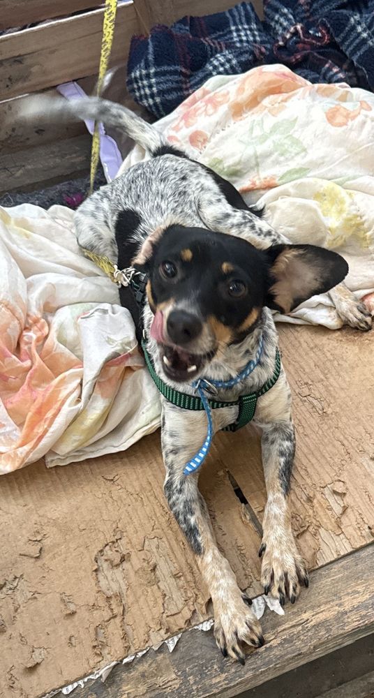 Cão