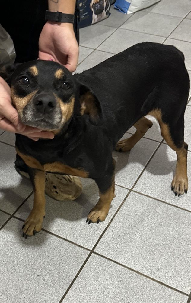 Cão