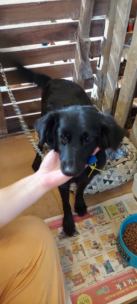 Cão