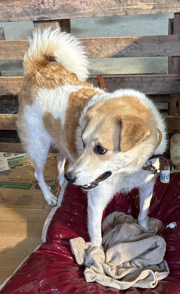 Cão