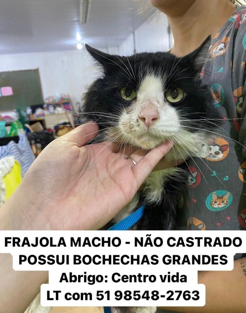 Gato