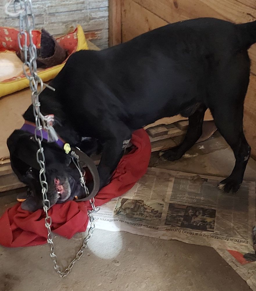 Cão
