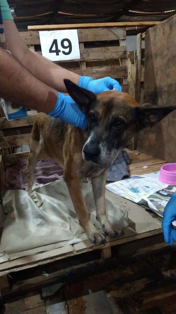 Cão