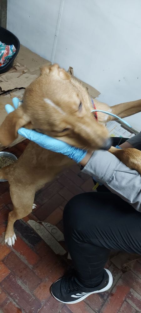 Cão