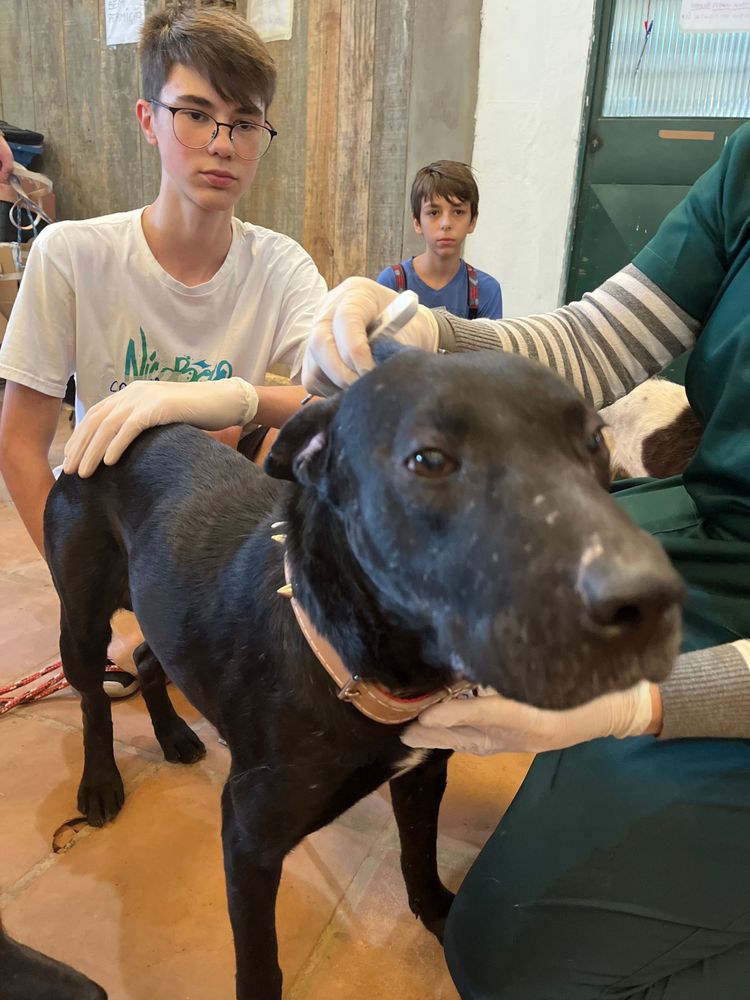 Cão