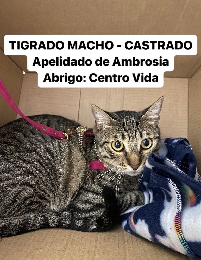 Gato