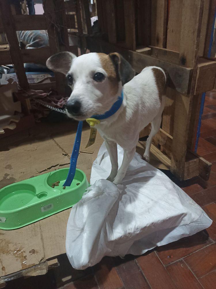 Cão