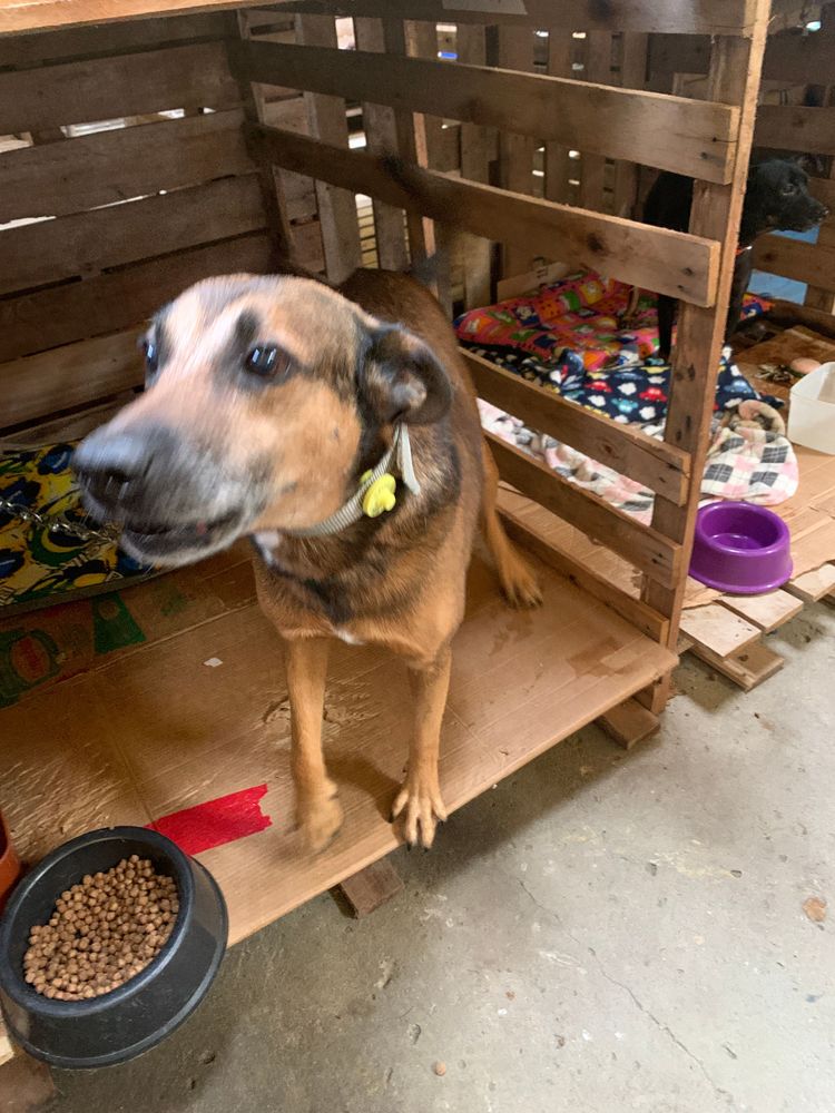 Cão