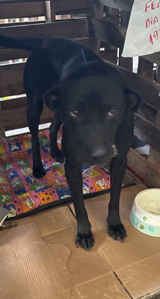 Cão