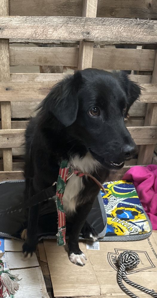 Cão