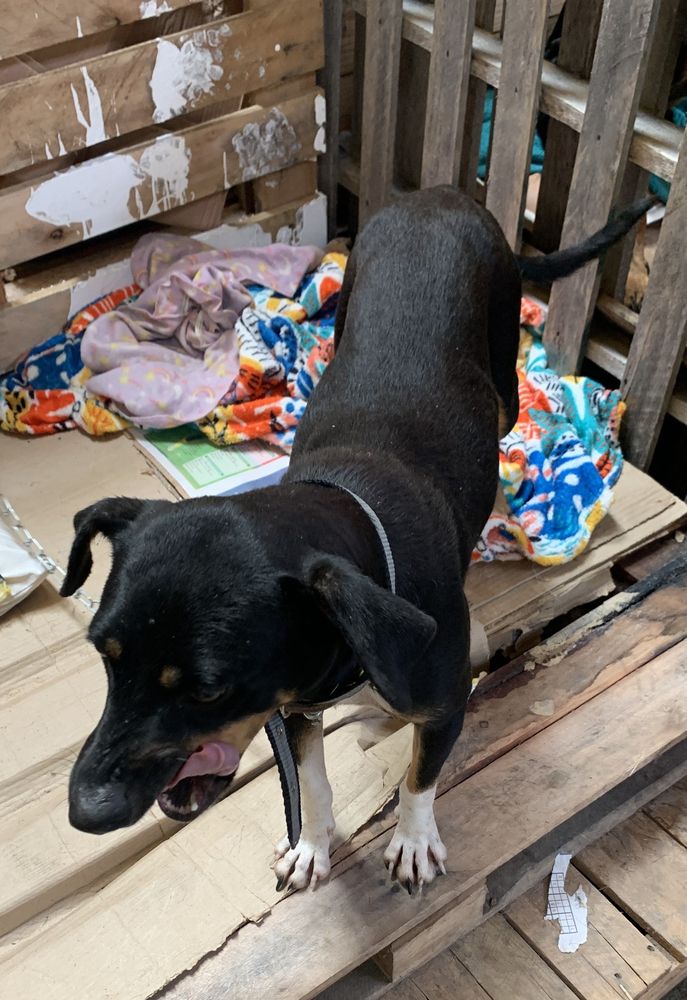 Cão