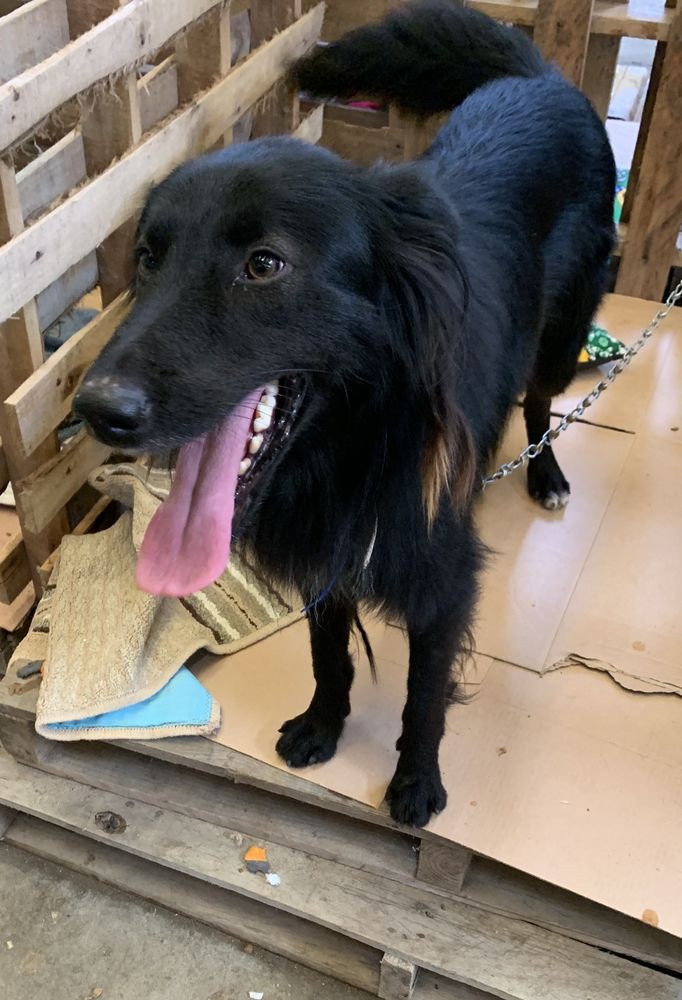 Cão