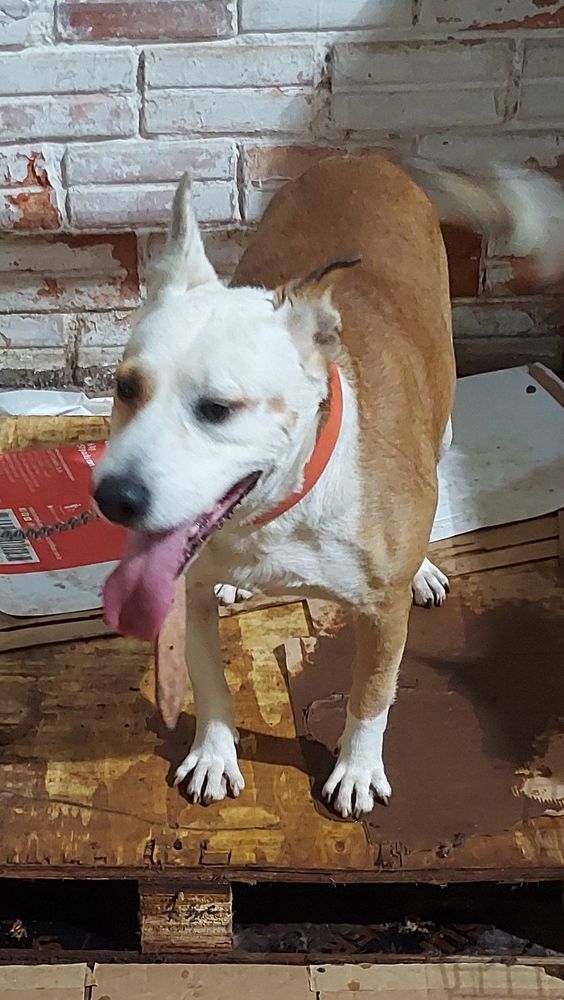 Cão