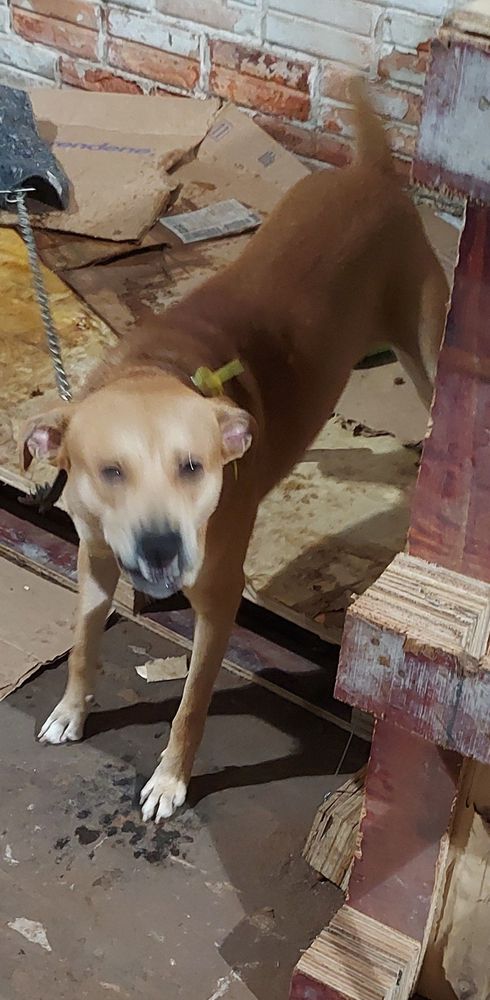 Cão