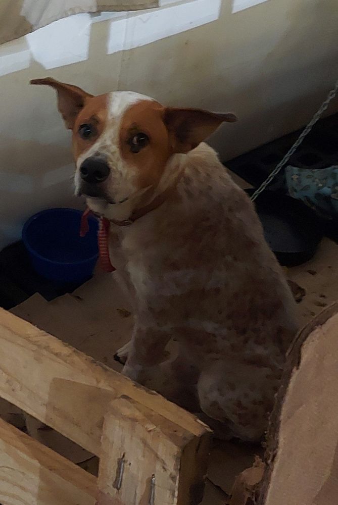 Cão