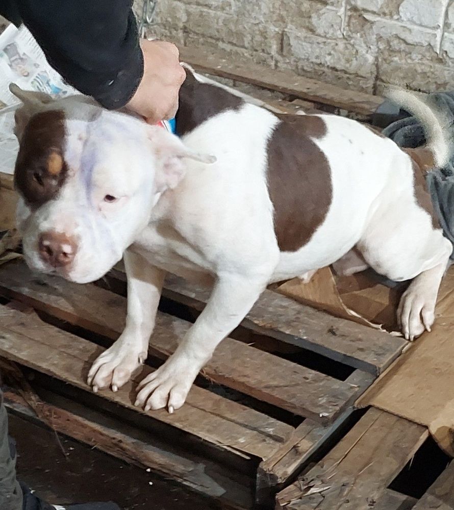 Cão