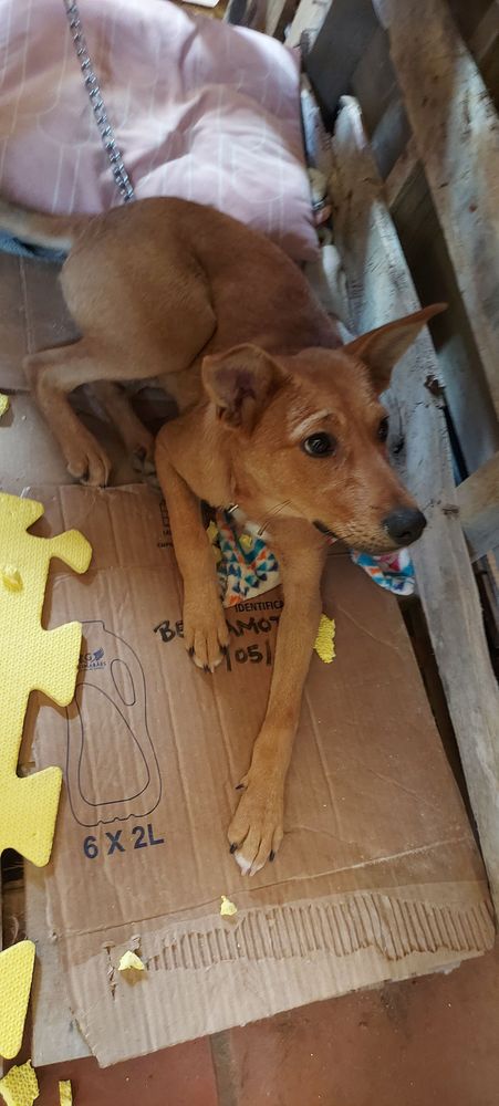 Cão