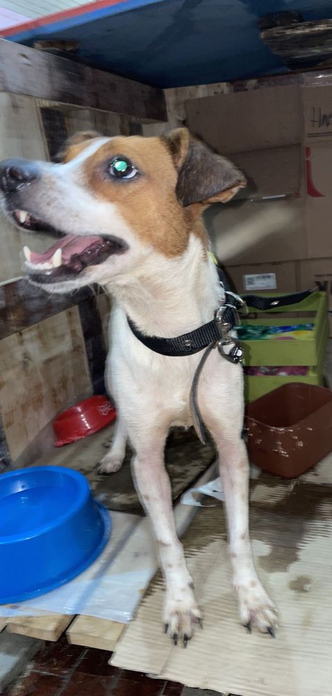 Cão