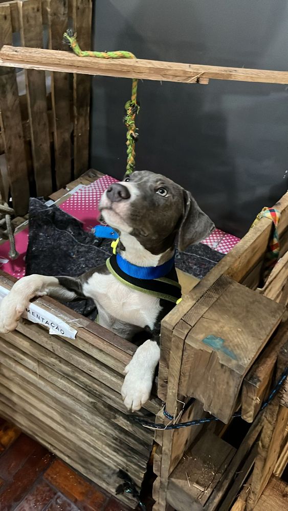 Cão